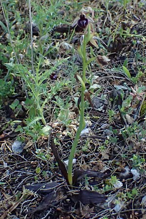 Ophrys ferrum-equinum var. gottfriediana \ Gottfried Kellers Ragwurz / Gottfried Keller's Bee Orchid, Kefalonia/Cephalonia,  Road 50 n Fragkata 20.4.2024 