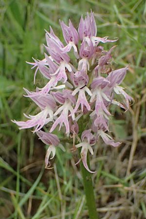 Orchis italica / Wavy-Leaved Monkey Orchid, Italian Man Orchid, Cephalonia,  Pastra 23.4.2024 