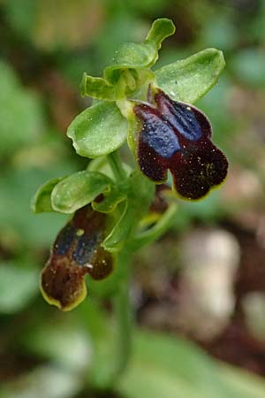 Ophrys leucadica \ Lefkada-Ragwurz / Lefkada Bee Orchid, Kefalonia/Cephalonia,  Germenata 16.4.2024 