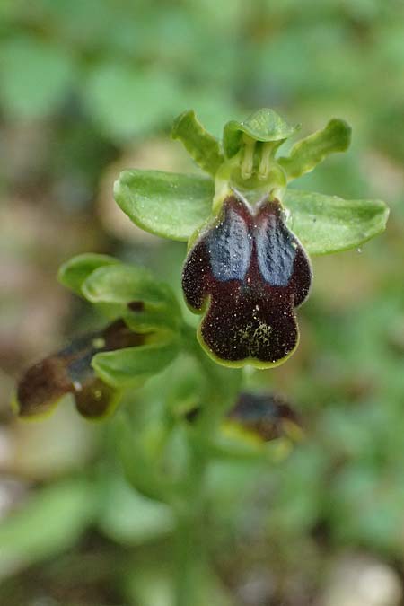 Ophrys leucadica \ Lefkada-Ragwurz / Lefkada Bee Orchid, Kefalonia/Cephalonia,  Germenata 16.4.2024 