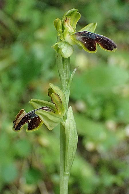 Ophrys leucadica \ Lefkada-Ragwurz / Lefkada Bee Orchid, Kefalonia/Cephalonia,  Germenata 16.4.2024 