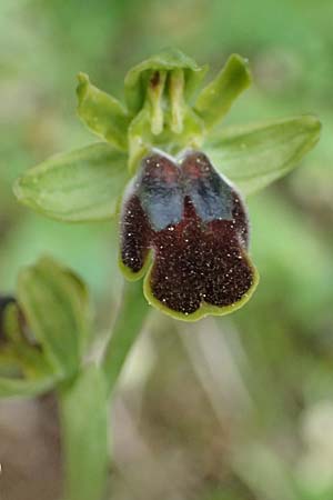 Ophrys leucadica \ Lefkada-Ragwurz / Lefkada Bee Orchid, Kefalonia/Cephalonia,  Germenata 16.4.2024 