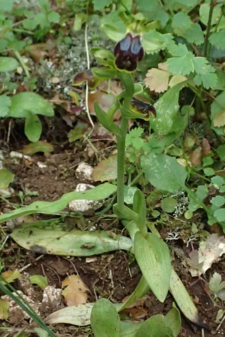 Ophrys leucadica \ Lefkada-Ragwurz / Lefkada Bee Orchid, Kefalonia/Cephalonia,  Germenata 16.4.2024 