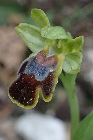 Ophrys leucadica \ Lefkada-Ragwurz / Lefkada Bee Orchid, Kefalonia/Cephalonia,  Germenata 16.4.2024 