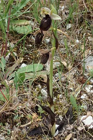 Ophrys mavromata \ Schwarzäugige Ragwurz / Black-Eyes Orchid, Kefalonia/Cephalonia,  Komitata 16.4.2024 