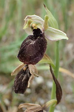 Ophrys mavromata \ Schwarzäugige Ragwurz / Black-Eyes Orchid, Kefalonia/Cephalonia,  Komitata 16.4.2024 