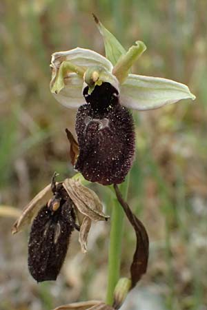 Ophrys mavromata \ Schwarzäugige Ragwurz / Black-Eyes Orchid, Kefalonia/Cephalonia,  Komitata 16.4.2024 