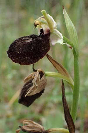 Ophrys mavromata \ Schwarzäugige Ragwurz / Black-Eyes Orchid, Kefalonia/Cephalonia,  Komitata 16.4.2024 