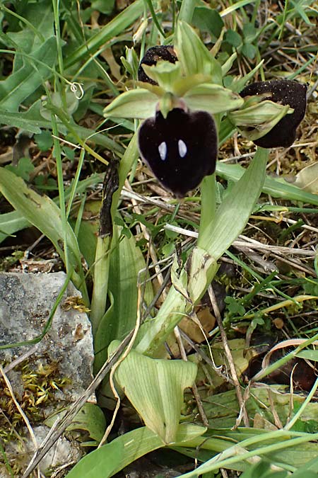 Ophrys mavromata \ Schwarzäugige Ragwurz / Black-Eyes Orchid, Kefalonia/Cephalonia,  Komitata 16.4.2024 