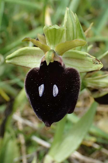 Ophrys mavromata \ Schwarzäugige Ragwurz / Black-Eyes Orchid, Kefalonia/Cephalonia,  Komitata 16.4.2024 