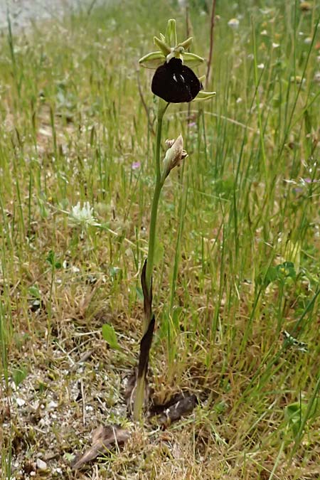Ophrys mavromata \ Schwarzäugige Ragwurz / Black-Eyes Orchid, Kefalonia/Cephalonia,  Komitata 16.4.2024 