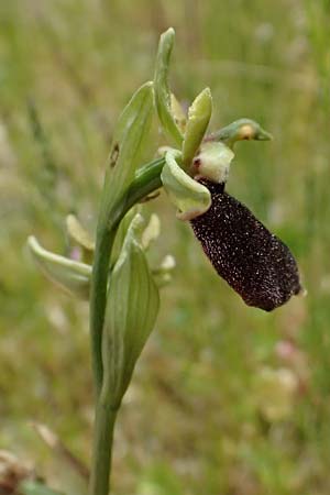 Ophrys mavromata \ Schwarzäugige Ragwurz / Black-Eyes Orchid, Kefalonia/Cephalonia,  Komitata 16.4.2024 