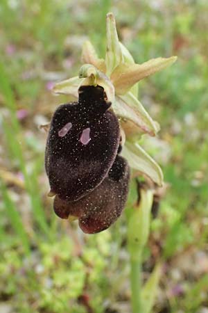 Ophrys mavromata \ Schwarzäugige Ragwurz / Black-Eyes Orchid, Kefalonia/Cephalonia,  Komitata 16.4.2024 