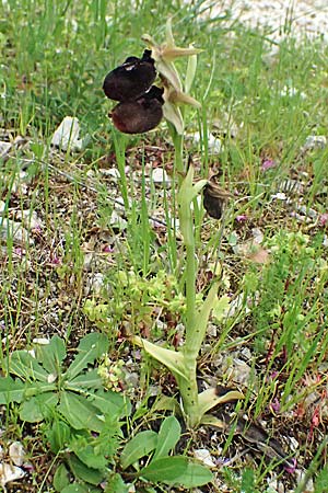 Ophrys mavromata \ Schwarzäugige Ragwurz / Black-Eyes Orchid, Kefalonia/Cephalonia,  Komitata 16.4.2024 