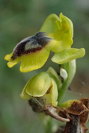 Ophrys penelopeae \ Penelope-Ragwurz / Penelope Bee Orchid, Kefalonia/Cephalonia,  Chavriata 15.4.2024 