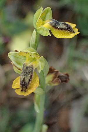 Ophrys penelopeae \ Penelope-Ragwurz / Penelope Bee Orchid, Kefalonia/Cephalonia,  Chavriata 15.4.2024 