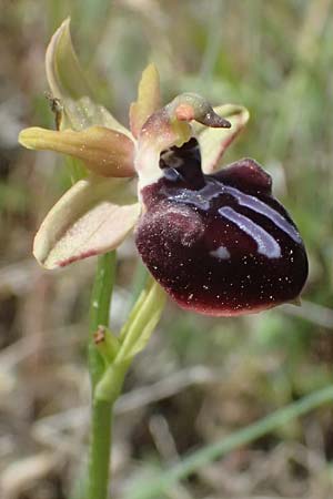 Ophrys mavrochila \ Schwarzlippige Ragwurz / Black-Lipped Spider Orchid (Locus classicus), Kefalonia/Cephalonia,  Kap Mounda 17.4.2024 