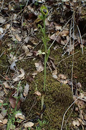 Ophrys penelopeae \ Penelope-Ragwurz / Penelope Bee Orchid, Kefalonia/Cephalonia,  Paralia Trapezaki 21.4.2024 