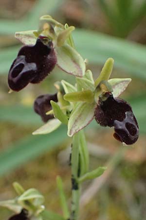 Ophrys ferrum-equinum var. gottfriediana \ Gottfried Kellers Ragwurz / Gottfried Keller's Bee Orchid, Kefalonia/Cephalonia,  Paralia Trapezaki 21.4.2024 