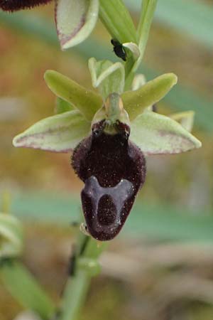 Ophrys ferrum-equinum var. gottfriediana \ Gottfried Kellers Ragwurz / Gottfried Keller's Bee Orchid, Kefalonia/Cephalonia,  Paralia Trapezaki 21.4.2024 