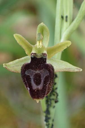 Ophrys ferrum-equinum var. gottfriediana \ Gottfried Kellers Ragwurz / Gottfried Keller's Bee Orchid, Kefalonia/Cephalonia,  Paralia Trapezaki 21.4.2024 