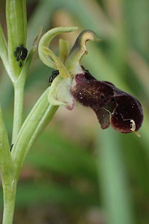 Ophrys ferrum-equinum var. gottfriediana \ Gottfried Kellers Ragwurz / Gottfried Keller's Bee Orchid, Kefalonia/Cephalonia,  Paralia Trapezaki 21.4.2024 