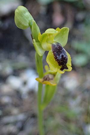 Ophrys penelopeae \ Penelope-Ragwurz / Penelope Bee Orchid, Kefalonia/Cephalonia,  Ainos 24.4.2024 