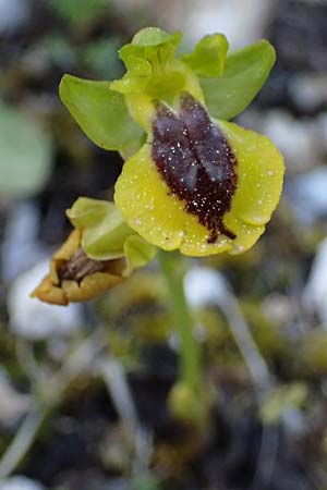 Ophrys penelopeae \ Penelope-Ragwurz / Penelope Bee Orchid, Kefalonia/Cephalonia,  Ainos 24.4.2024 