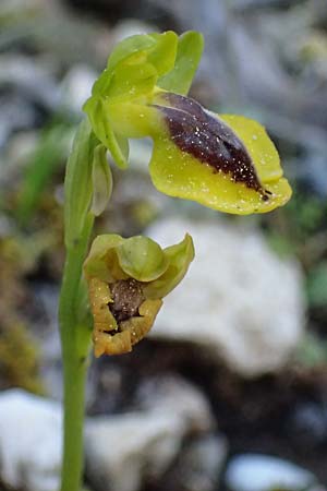 Ophrys penelopeae \ Penelope-Ragwurz / Penelope Bee Orchid, Kefalonia/Cephalonia,  Ainos 24.4.2024 
