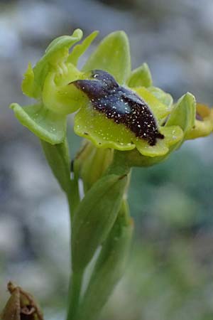 Ophrys penelopeae \ Penelope-Ragwurz / Penelope Bee Orchid, Kefalonia/Cephalonia,  Ainos 24.4.2024 