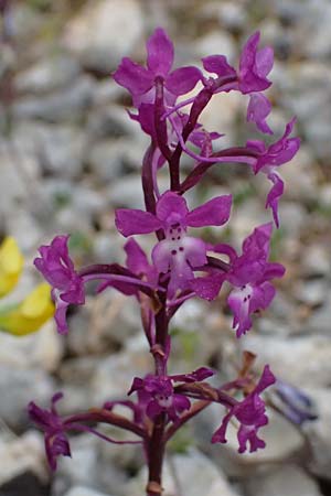 Orchis quadripunctata \ Vierpunkt-Knabenkraut, Kefalonia,  Road 50 n Fragkata 18.4.2024 
