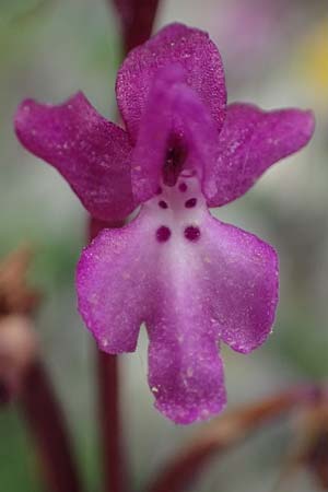 Orchis quadripunctata \ Vierpunkt-Knabenkraut, Kefalonia,  Road 50 n Fragkata 18.4.2024 