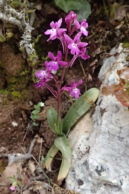 Orchis quadripunctata \ Vierpunkt-Knabenkraut, Kefalonia,  Ainos 24.4.2024 