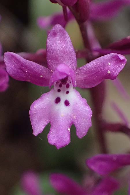 Orchis quadripunctata \ Vierpunkt-Knabenkraut, Kefalonia,  Ainos 24.4.2024 