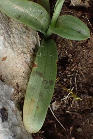 Orchis quadripunctata \ Vierpunkt-Knabenkraut, Kefalonia,  Ainos 24.4.2024 
