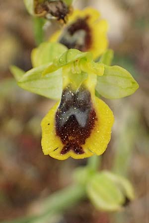 Ophrys sicula \ Kleine Gelbe Ragwurz / Sicilian Bee Orchid, Kefalonia/Cephalonia,  Komitata 16.4.2024 