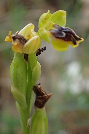 Ophrys sicula \ Kleine Gelbe Ragwurz / Sicilian Bee Orchid, Kefalonia/Cephalonia,  Road 50 n Fragkata 18.4.2024 