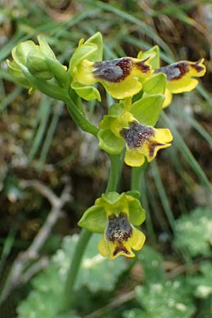 Ophrys sicula \ Kleine Gelbe Ragwurz / Sicilian Bee Orchid, Kefalonia/Cephalonia,  Ainos 18.4.2024 