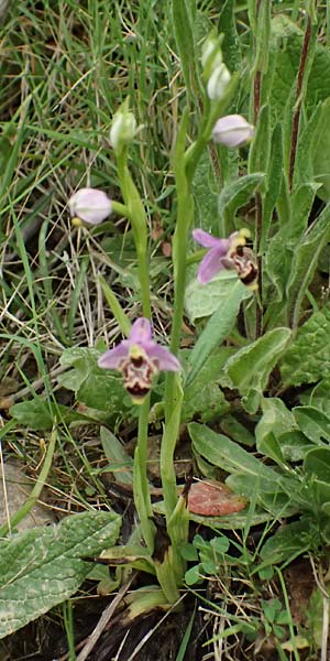 Ophrys stavri \ Stavros-Ragwurz / Stavros' Bee Orchid, Kefalonia/Cephalonia,  Pastra 23.4.2024 