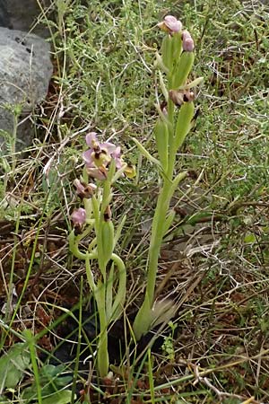 Ophrys ulyssea \ Odysseus-Ragwurz / Ulysses Bee Orchid, Kefalonia/Cephalonia,  Sami 22.4.2024 