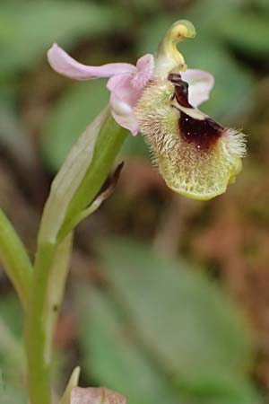 Ophrys ulyssea \ Odysseus-Ragwurz / Ulysses Bee Orchid, Kefalonia/Cephalonia,  Sami 22.4.2024 