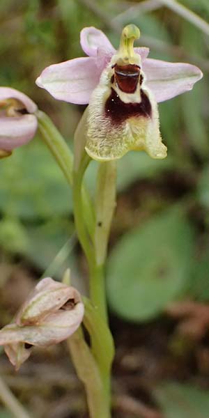 Ophrys ulyssea \ Odysseus-Ragwurz / Ulysses Bee Orchid, Kefalonia/Cephalonia,  Sami 22.4.2024 