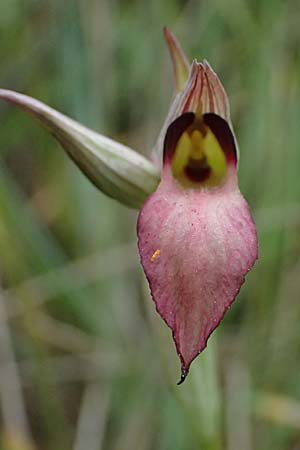 Serapias lingua \ Einschwieliger Zungenständel / Tongue Orchid, Kefalonia/Cephalonia,  Fiskardo 16.4.2024 