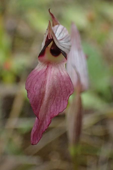 Serapias lingua \ Einschwieliger Zungenständel / Tongue Orchid, Kefalonia/Cephalonia,  Fiskardo 16.4.2024 