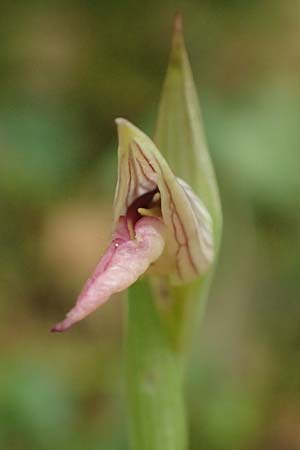 Serapias lingua \ Einschwieliger Zungenständel / Tongue Orchid, Kefalonia/Cephalonia,  Sami 22.4.2024 