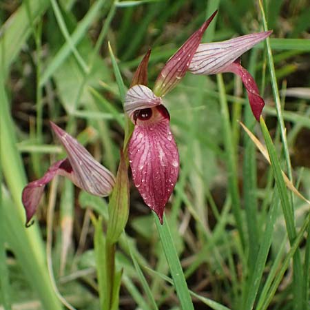 Serapias lingua \ Einschwieliger Zungenständel / Tongue Orchid, Kefalonia/Cephalonia,  Pastra 23.4.2024 