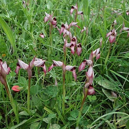 Serapias lingua \ Einschwieliger Zungenständel / Tongue Orchid, Kefalonia/Cephalonia,  Pastra 23.4.2024 