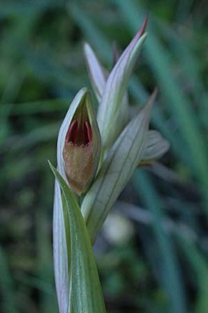 Serapias parviflora \ Kleinblütiger Zungenständel / Small Tongue Orchid, Kefalonia/Cephalonia,  Karavomylos 20.4.2024 
