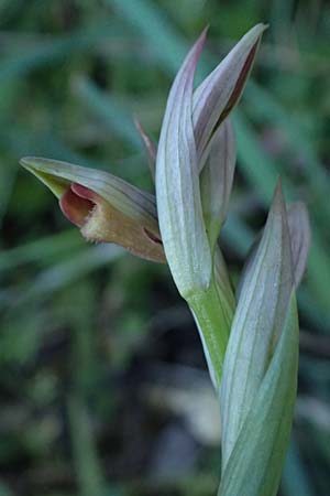 Serapias parviflora \ Kleinblütiger Zungenständel / Small Tongue Orchid, Kefalonia/Cephalonia,  Karavomylos 20.4.2024 