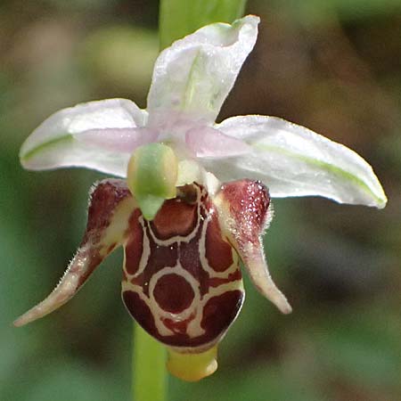 Ophrys stavri \ Stavros-Ragwurz / Stavros' Bee Orchid, Kefalonia/Cephalonia,  Sami 20.4.2024 